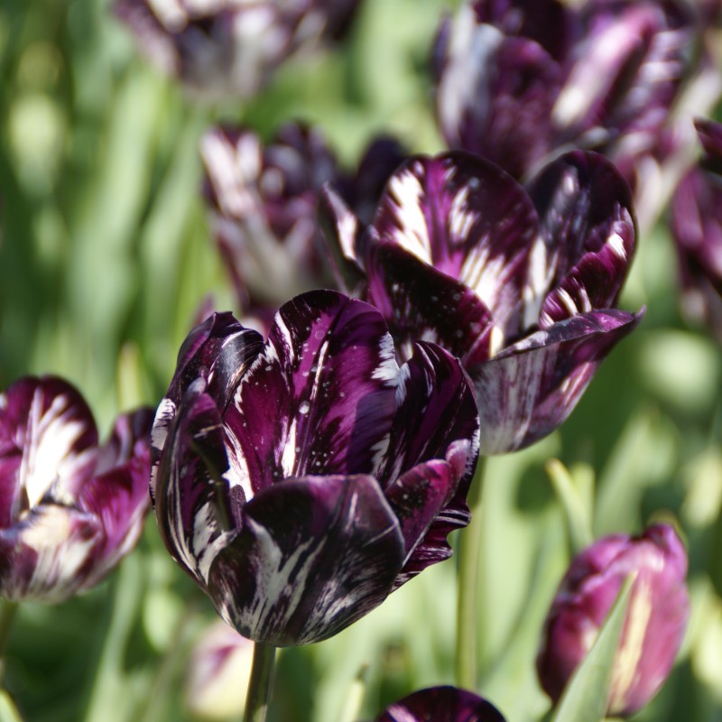 Tulipa 'Black and White' Tulipa 'Black and White'