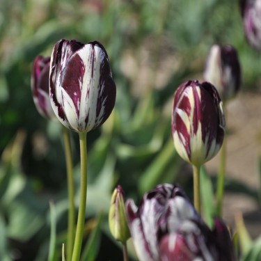 Tulipa 'Black and White' Tulipa 'Black and White'