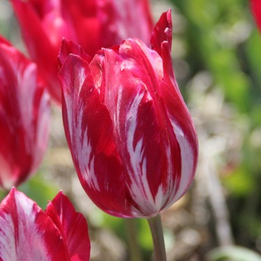 Tulipa 'Bridesmaid'