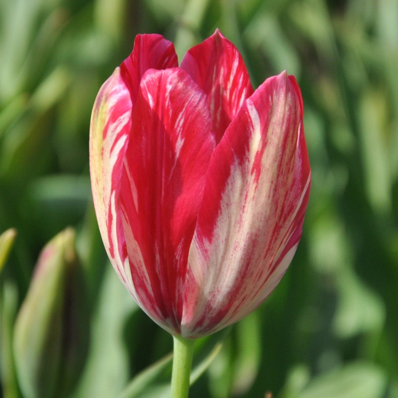 Tulipa 'Bridesmaid' Tulipa 'Bridesmaid'