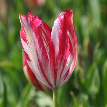 Tulipa 'Bridesmaid' Tulipa 'Bridesmaid'