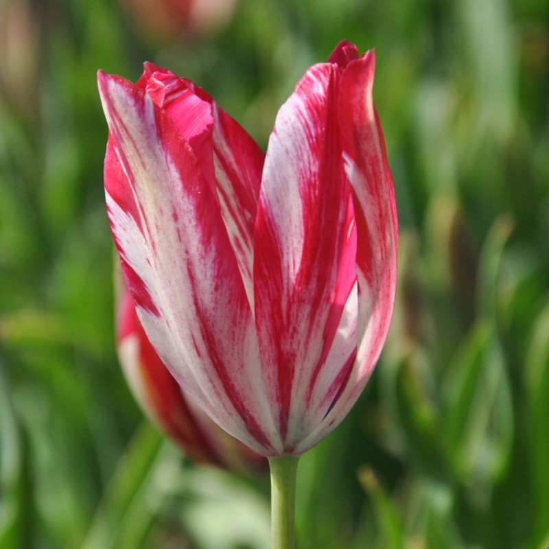 Tulipa 'Bridesmaid' Tulipa 'Bridesmaid'