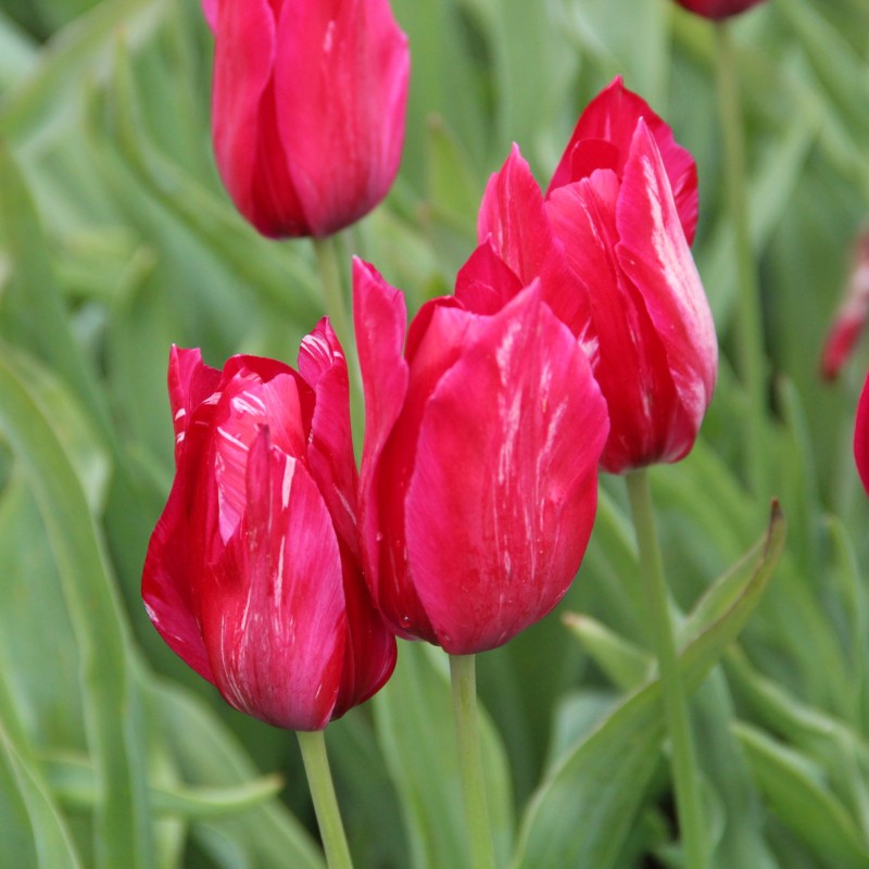 Tulipa 'Bridesmaid' Tulipa 'Bridesmaid'
