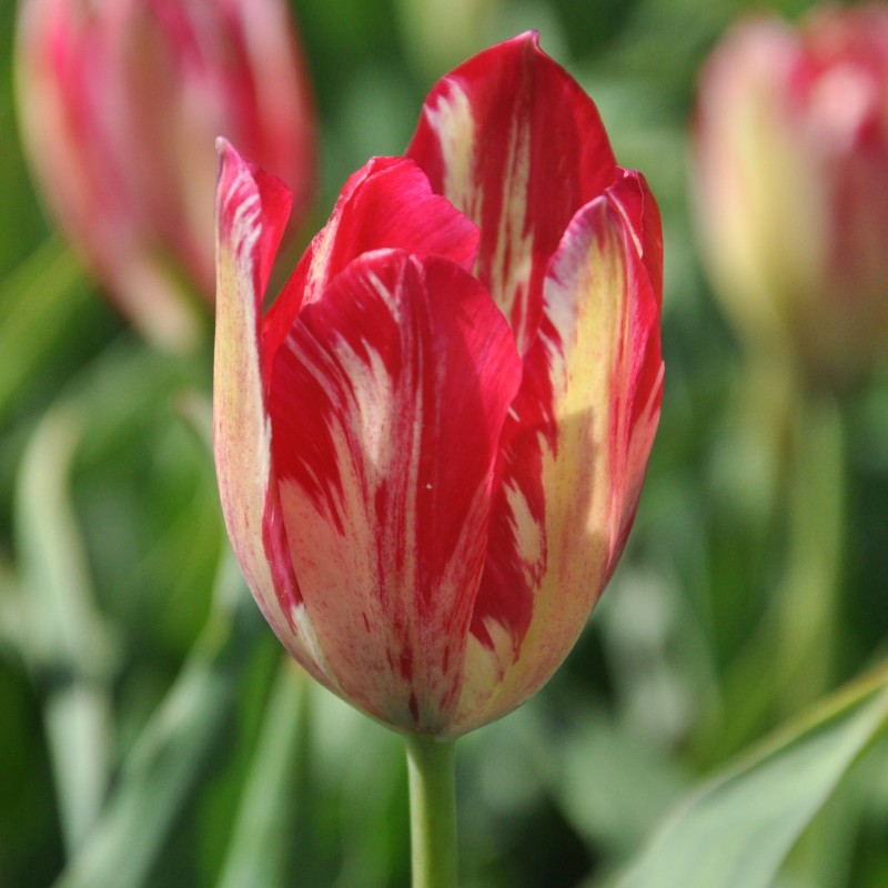 Tulipa 'Bridesmaid' Tulipa 'Bridesmaid'