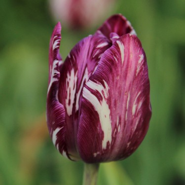 Tulipa 'Charles Le Brun' -broken-
