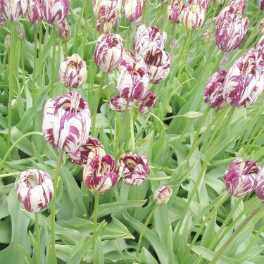 Tulipa 'Charles Le Brun' -broken- Tulipa 'Charles Le Brun' -broken-