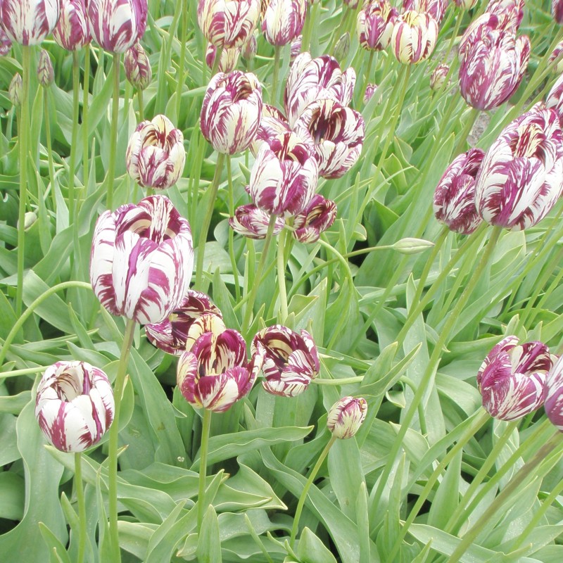 Tulipa 'Charles Le Brun' -broken- Tulipa 'Charles Le Brun' -broken-