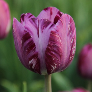 Tulipa 'Columbine'