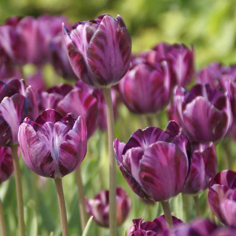 Tulipa 'Columbine' Tulipa 'Columbine'