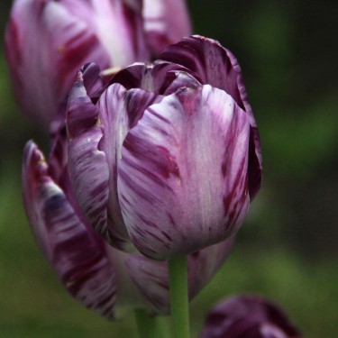Tulipa 'Columbine' Tulipa 'Columbine'