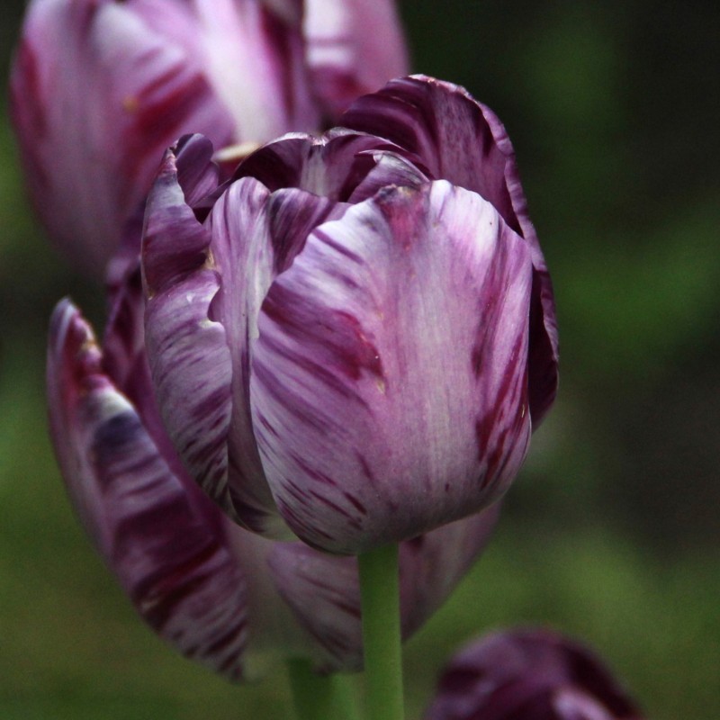 Tulipa 'Columbine' Tulipa 'Columbine'