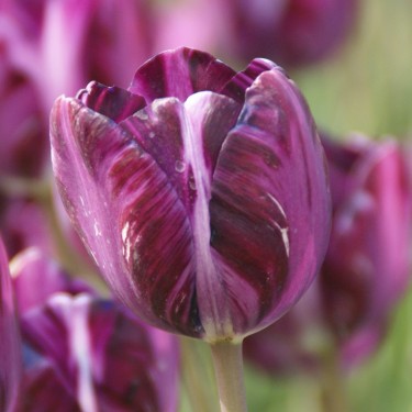 Tulipa 'Columbine' Tulipa 'Columbine'