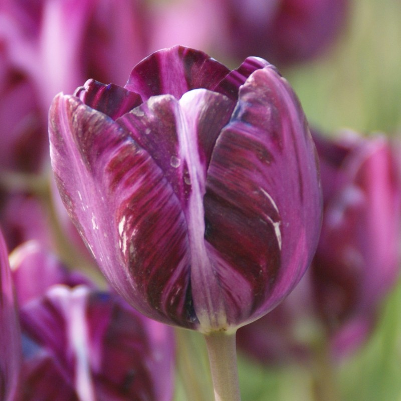 Tulipa 'Columbine' Tulipa 'Columbine'