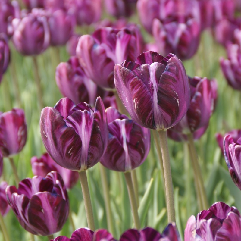 Tulipa 'Columbine' Tulipa 'Columbine'