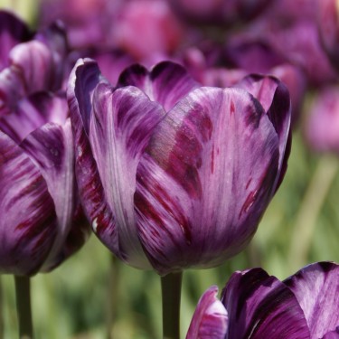 Tulipa 'Columbine Foliage Variegated'