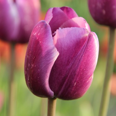 Tulipa 'Corinna'
