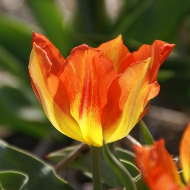 Tulipa 'Cottage Boy'