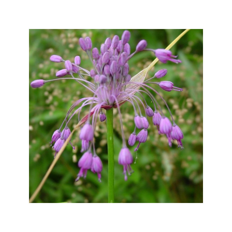 Allium carinatum subsp. pulchellum