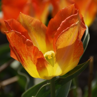 Tulipa 'Cottage Boy' Tulipa 'Cottage Boy'