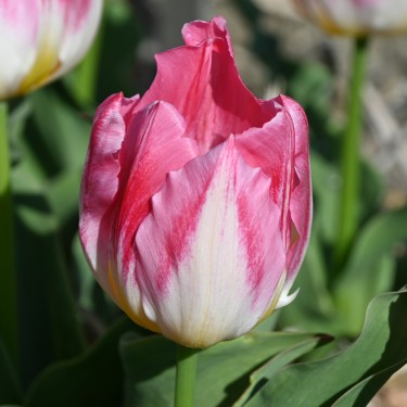 Tulipa 'Cottage Maid'