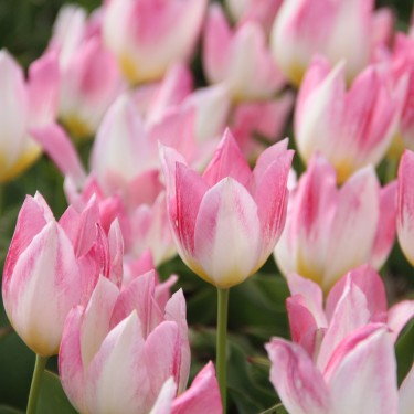 Tulipa 'Cottage Maid' Tulipa 'Cottage Maid'