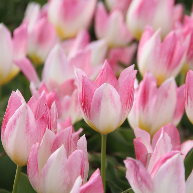 Tulipa 'Cottage Maid' Tulipa 'Cottage Maid'