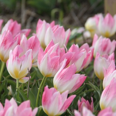 Tulipa 'Cottage Maid' Tulipa 'Cottage Maid'