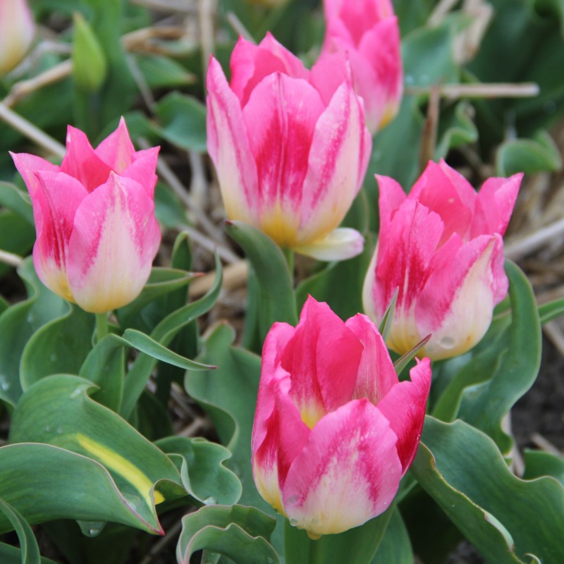 Tulipa 'Cottage Maid' Tulipa 'Cottage Maid'