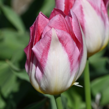 Tulipa 'Cottage Maid' Tulipa 'Cottage Maid'