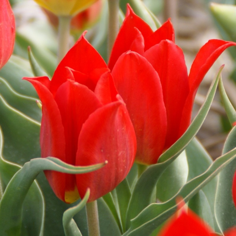 Tulipa 'Duc van Tol Cochineal' Tulipa 'Duc van Tol Cochineal'