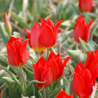 Tulipa 'Duc van Tol Cochineal' Tulipa 'Duc van Tol Cochineal'