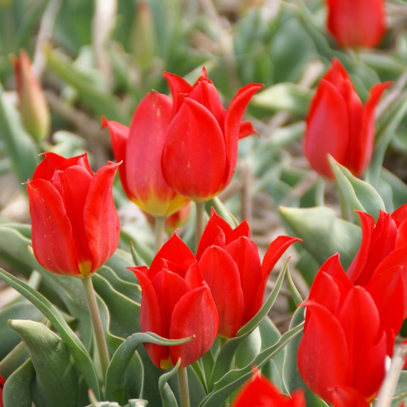 Tulipa 'Duc van Tol Cochineal' Tulipa 'Duc van Tol Cochineal'