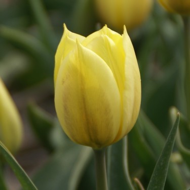 Tulipa 'Duc van Tol Primrose'