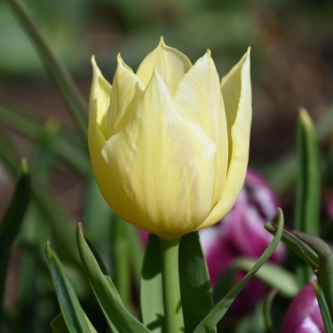 Tulipa 'Duc van Tol Primrose' Tulipa 'Duc van Tol Primrose'