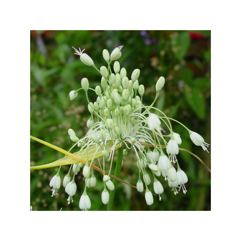 Allium carinatum subsp. pulchellum 'Album'