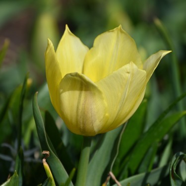 Tulipa 'Duc van Tol Primrose' Tulipa 'Duc van Tol Primrose'