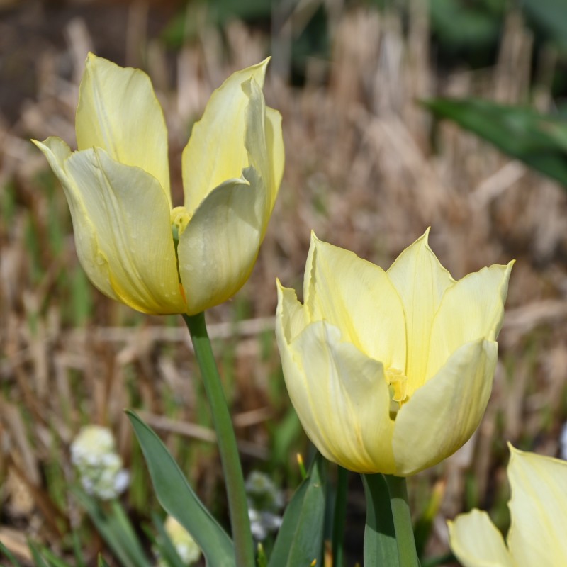 Tulipa 'Duc van Tol Primrose' Tulipa 'Duc van Tol Primrose'