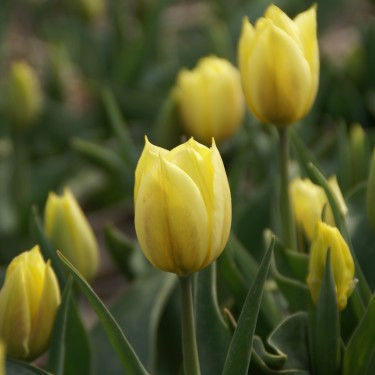 Tulipa 'Duc van Tol Primrose' Tulipa 'Duc van Tol Primrose'