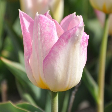 Tulipa 'Duc van Tol Rose'