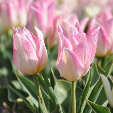 Tulipa 'Duc van Tol Rose' Tulipa 'Duc van Tol Rose'