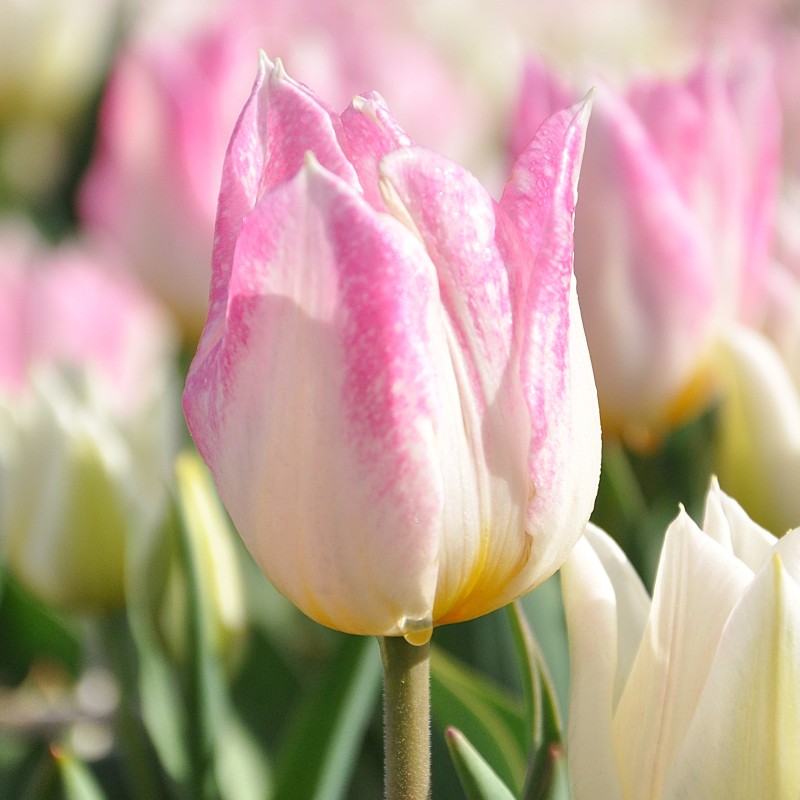 Tulipa 'Duc van Tol Rose' Tulipa 'Duc van Tol Rose'