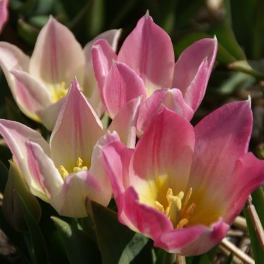 Tulipa 'Duc van Tol Rose' Tulipa 'Duc van Tol Rose'