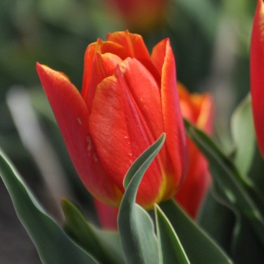 Tulipa 'Duc van Tol Salmon'