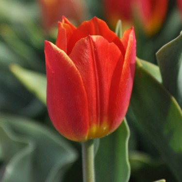 Tulipa 'Duc van Tol Salmon' Tulipa 'Duc van Tol Salmon'