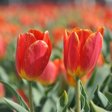 Tulipa 'Duc van Tol Salmon' Tulipa 'Duc van Tol Salmon'