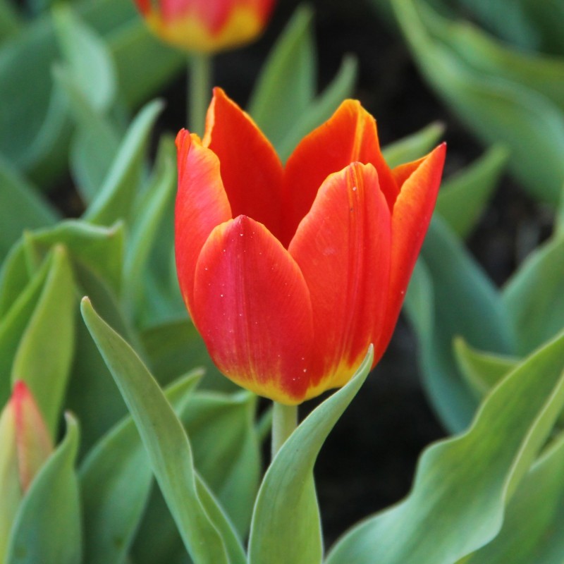 Tulipa 'Duc van Tol Salmon' Tulipa 'Duc van Tol Salmon'