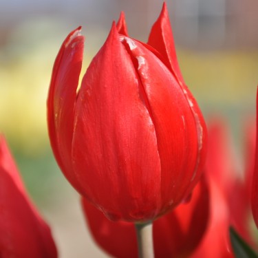 Tulipa 'Duc van Tol Scarlet'