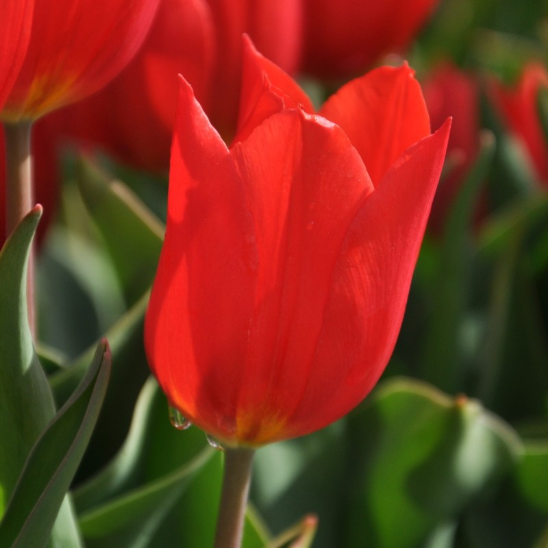 Tulipa 'Duc van Tol Scarlet' Tulipa 'Duc van Tol Scarlet'