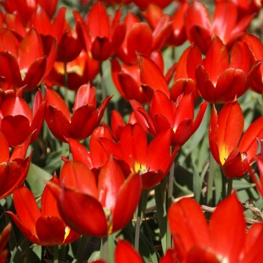 Tulipa 'Duc van Tol Scarlet' Tulipa 'Duc van Tol Scarlet'