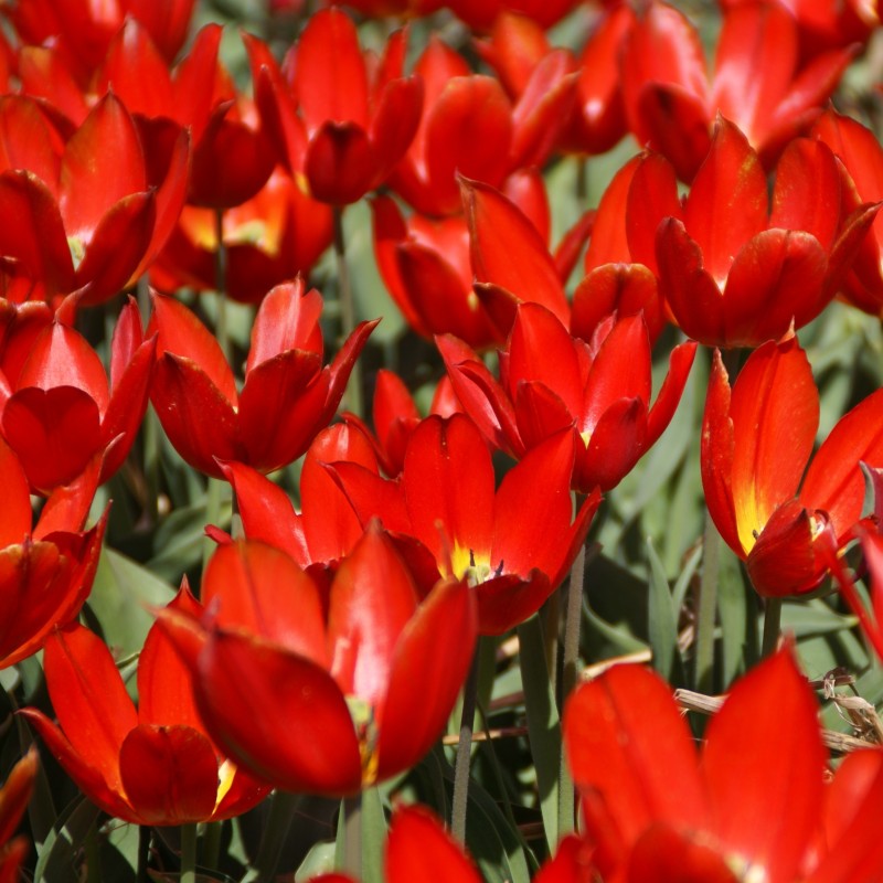 Tulipa 'Duc van Tol Scarlet' Tulipa 'Duc van Tol Scarlet'